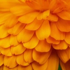 Smoothing Makeup Removing Milk - Pur Calendula -Lunara Beauty Store medias 1036