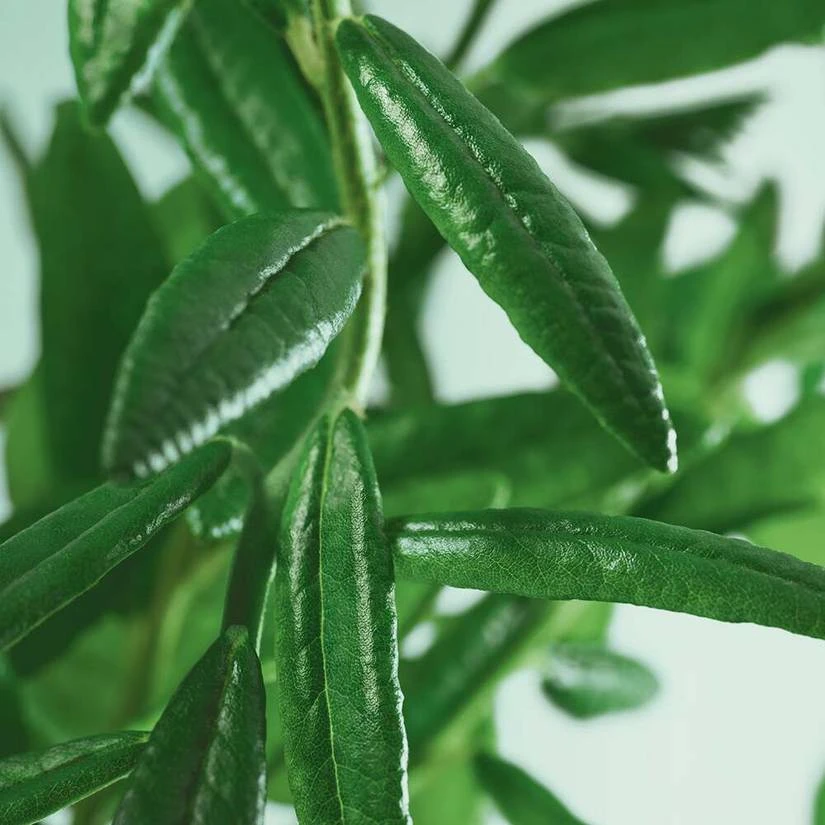 Clarifying Lotion 5 Clarifying Lotion - Image 3