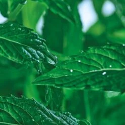 Purifying Clay Mask - Pure Menthe 8 Purifying Clay Mask - Pure Menthe -Lunara Beauty Store medias 2