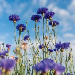 Gentle Makeup Remover - Pur Bleuet 9 Gentle Makeup Remover - Pur Bleuet -Lunara Beauty Store medias 354