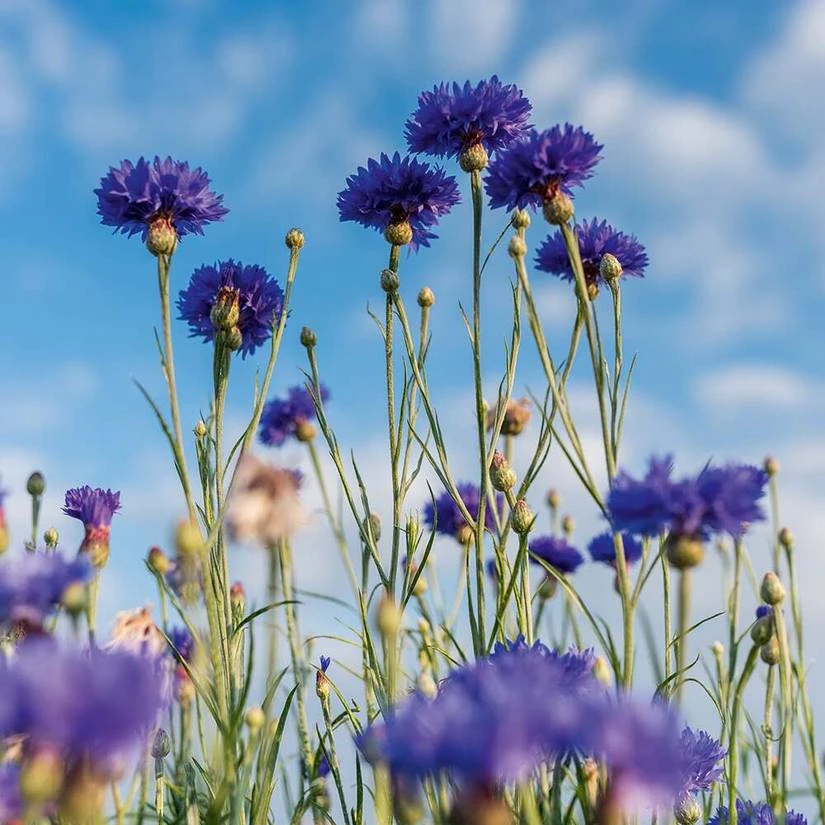 Gentle Makeup Remover - Pur Bleuet 5 Gentle Makeup Remover - Pur Bleuet - Image 3
