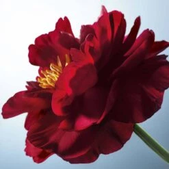 Rouge Elixir Glow -Lunara Beauty Store medias 526