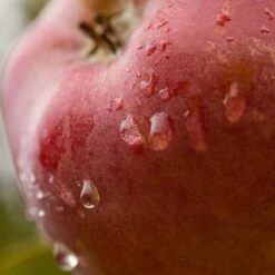 Light Moisturizing Cream -Lunara Beauty Store medias 56