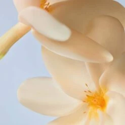 Hand Cream Monoï -Lunara Beauty Store medias 724