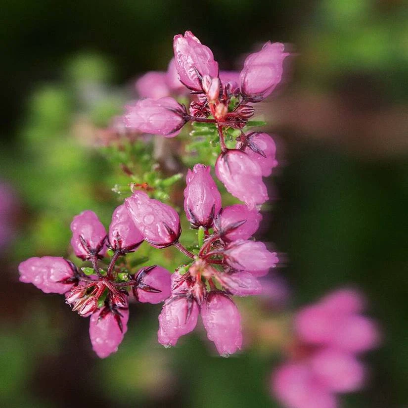Meadow Flower & Heather Soap 6 Meadow Flower & Heather Soap - Image 4