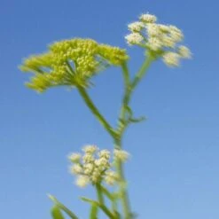 Wild Algae & Sea Fennel Perfumed Mist Hair & Body -Lunara Beauty Store medias 999